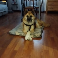 Animali