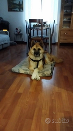 Animali