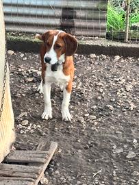 Cucciolone maschio di 7 mesi