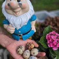 Uova Quaglie Feconde