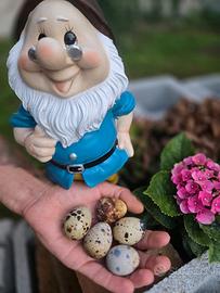 Uova Quaglie Feconde