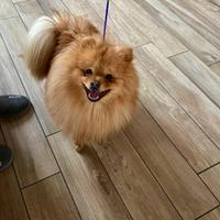 Spitz Tedesco Piccolo