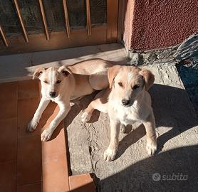 Cuccioli taglia piccola