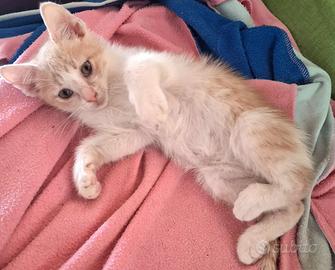 Jonnin gattino 2 mesi