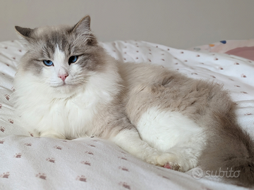 Monta gatto ragdoll