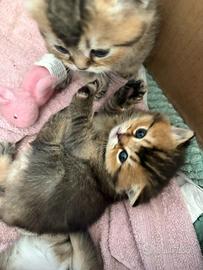 Cuccioli British Shorthair