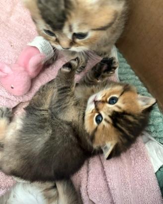 Cuccioli British Shorthair