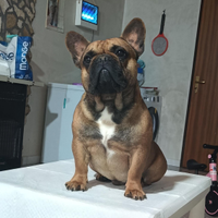 Cuccioli maschi bouledogue francese