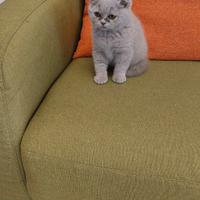 Cuccioli di gattini scottish straight e fold