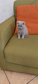Cuccioli di gattini scottish straight e fold