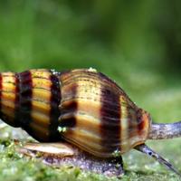 Anentome Helena Lumaca killer