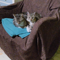 Gattini già vaccinati e sterilizzati