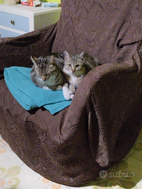 Gattini già vaccinati e sterilizzati