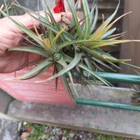 pianta di tillandsia