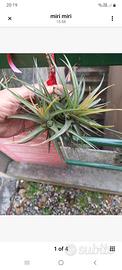 pianta di tillandsia