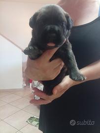 presa dogo canario 