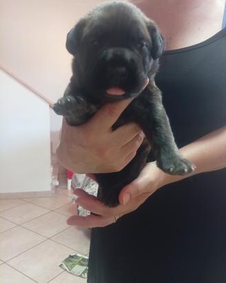 presa dogo canario 