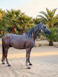 Cavallo Arabo