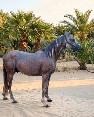 Cavallo Arabo