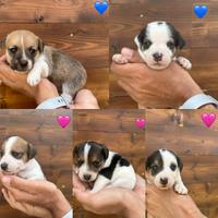 Cuccioli di jack Russel