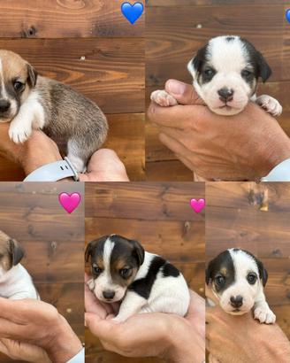 Cuccioli di jack Russel