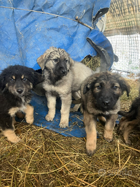 Cuccioli di cane da pastore della Sila