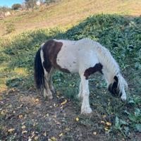 Cavalla Gypsy Vanner
