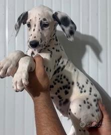 Dalmata cucciolo