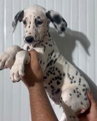 Dalmata cucciolo