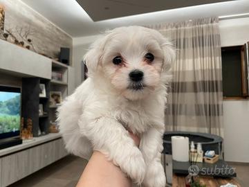 Cucciolo di maltese