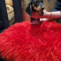 Cuccioli di bassotto nero focato