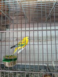 Parrocchetti dal groppone