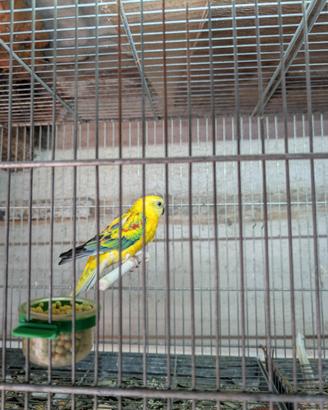 Parrocchetti dal groppone
