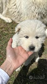 Cucciolo di pastore abruzzese