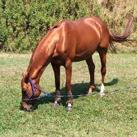 Cavalla da salto ostacoli