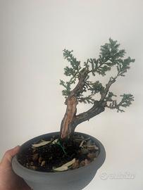 Bonsai