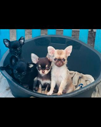 Chihuahua pelo lungo pedigree