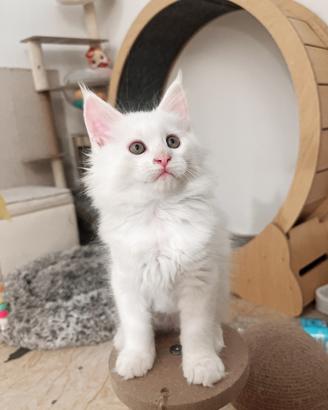 Maine Coon bianco