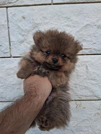 spitz Pomerania mini toy 