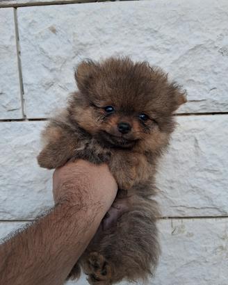 spitz Pomerania mini toy 