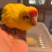 Kakariki allevati a mano