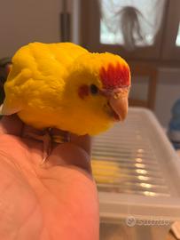 Kakariki allevati a mano