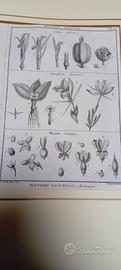 2 stampe antiche originali di botanica 1770