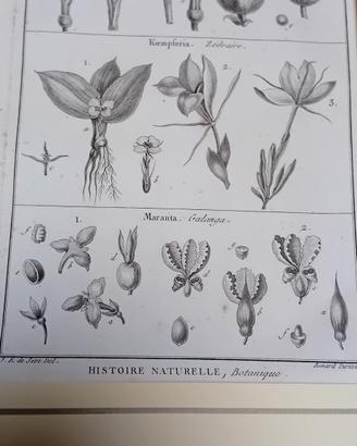 2 stampe antiche originali di botanica 1770