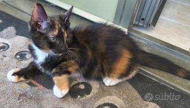 Gattine incrocio Maine Coon