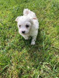 Cuccioli Maltese