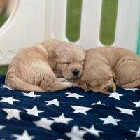 Cuccioli golden retriever