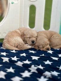 Cuccioli golden retriever