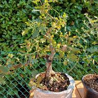 pre bonsai di quercia bianca 
