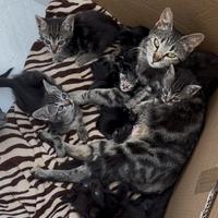 4 gattini per adozione